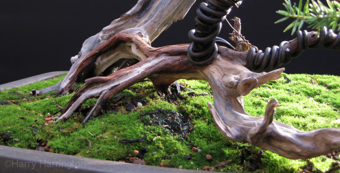 juniper bonsai